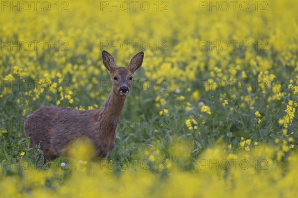 Roe deer (Capreolus capreolus) adult female doe animal standing in a yellow flowering farmland