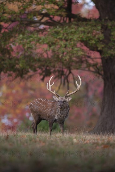 Sika deer (Cervus nippon) adult male stag roaring during the rutting season in a woodland clearing