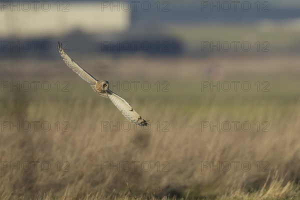 Short-eared owl (Asio flammeus) adult bird hunting in flight over grassland in winter, England,