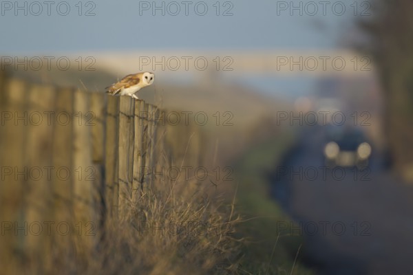 Barn Owl (Tyto alba) adult bird perched on a roadside fence post with oncoming cars traffic,
