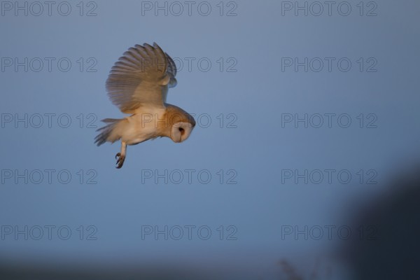 Barn owl (Tyto alba) adult bird hovering hunting in flight, England, United Kingdom