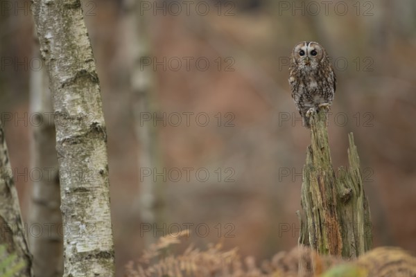 Tawny owl (Strix aluco) adult bird resting on a tree stump in a woodland in autumn, England, United