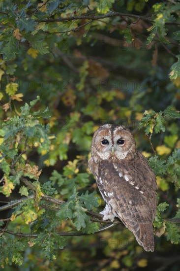 Tawny owl (Strix aluco) adult bird resting on an oak tree branch in a woodland in autumn, England,