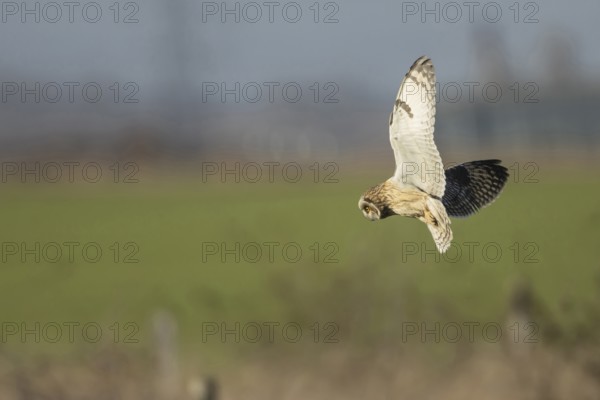 Short-eared owl (Asio flammeus) adult bird hovers in flight before diving down for prey, England,