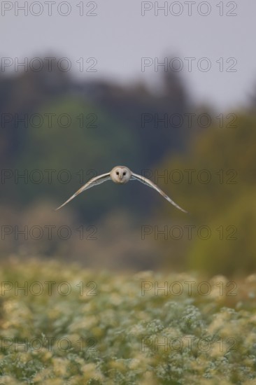 Barn owl (Tyto alba) adult bird hunting in flight over a roadside verge in summer, England, United