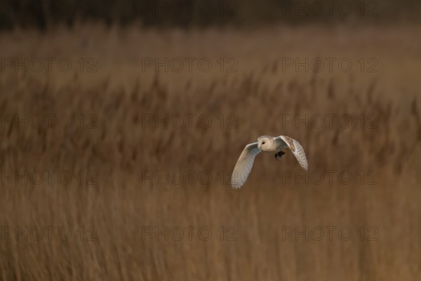 Barn owl (Tyto alba) adult bird carrying a vole back to its nest site over reed beds at dusk, RSPB