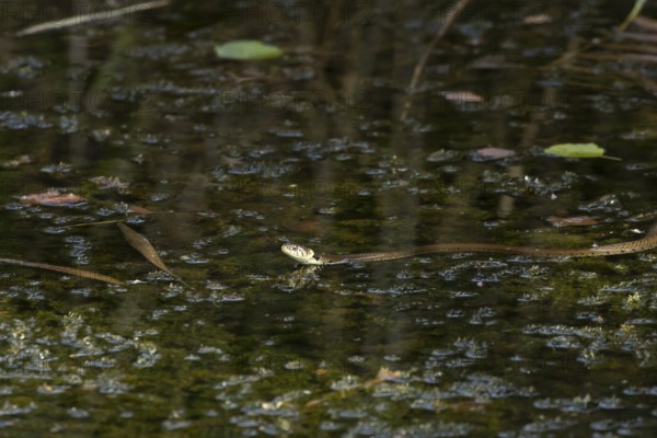 Grass snake (Natrix natrix) adult reptile swimming across a pond, RSPB Minsmere nature reserve,