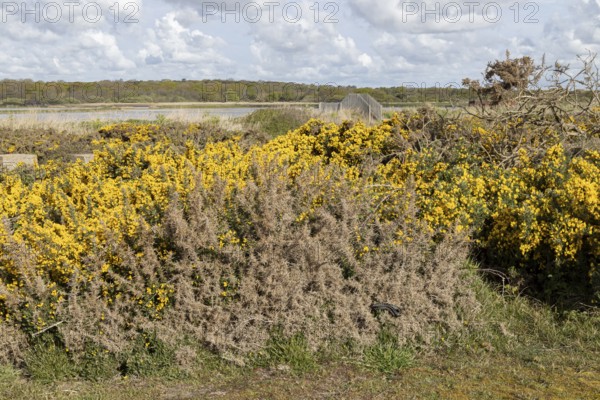 Common european adder or viper snake (Vipera berus) adult reptile basking on a Gorse bush with a