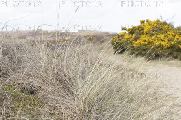 Common european adder or viper snake (Vipera berus) adult reptile basking or warming up in