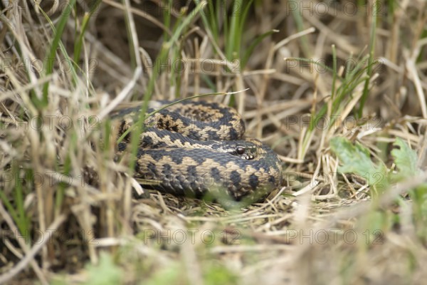 Common european adder or viper snake (Vipera berus) adult reptile basking or warming up in