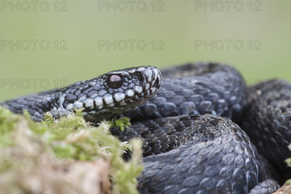 Common european adder or viper snake (Vipera berus) adult black reptile on a moss covered tree