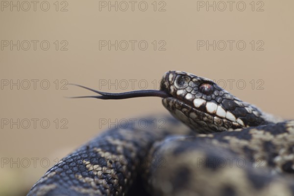 Common european adder or viper snake (Vipera berus) adult reptile flicking or sticking its tongue