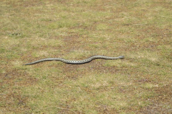 Common european adder or viper snake (Vipera berus) adult reptile moving on open grassland in