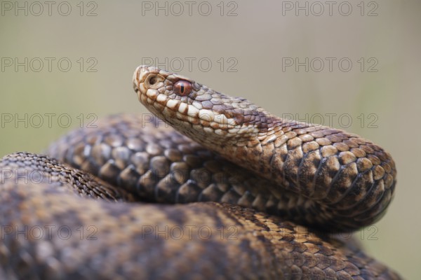 Common european adder or viper snake (Vipera berus) adult female reptile coiled in a ball in