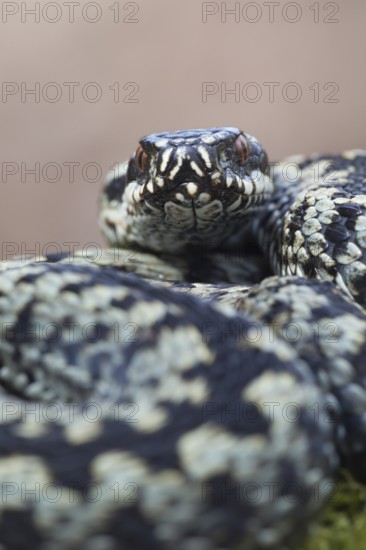 Common european adder or viper snake (Vipera berus) adult reptile coiled in a ball in spring,