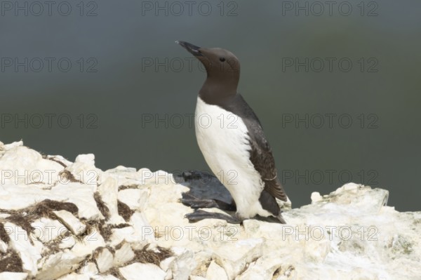 Guillemot (Uria aalge) adult seabird bird on a cliff ledge in summer, RSPB Bempton cliffs nature