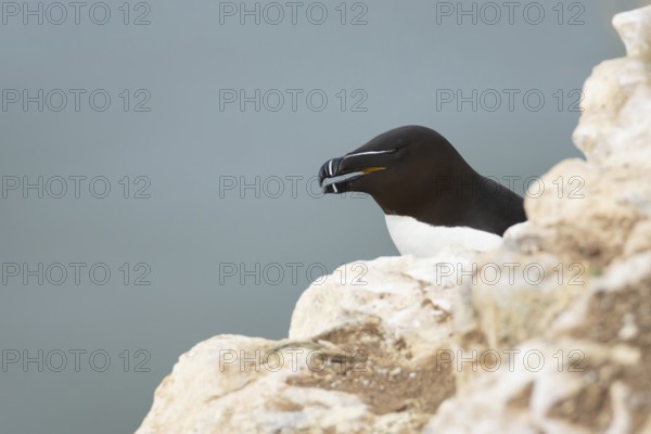 Razorbill (Alca torda) adult seabird bird on a cliff ledge, RSPB Bempton cliffs nature reserve,