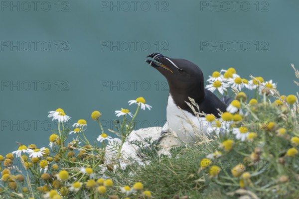 Razorbill (Alca torda) adult seabird bird calling on a cliff top amongst Mayweed flowers in summer,