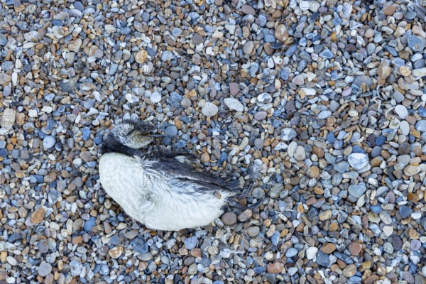 Guillemot (Uria aalge) adult seabird bird washed up dead on a shingle beach, England, United