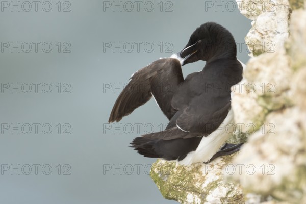Razorbill (Alca torda) adult seabird bird preening its wing feathers on a cliff ledge in summer,