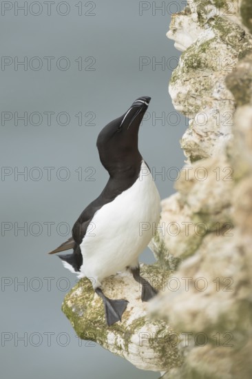 Razorbill (Alca torda) adult seabird bird standing on a cliff ledge, RSPB Bempton cliffs nature