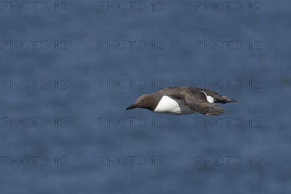 Guillemot (Uria aalge) adult seabird bird flying in summer, RSPB Bempton cliffs nature reserve,