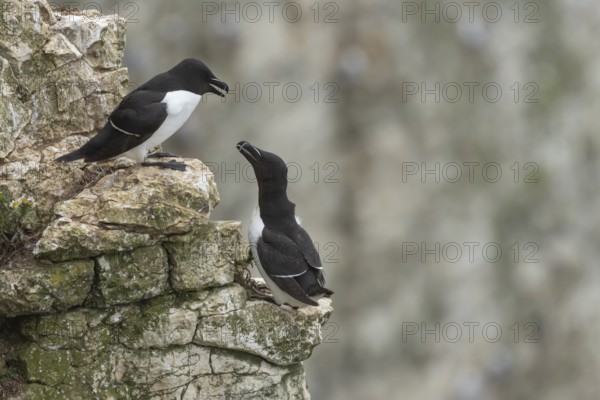 Razorbill (Alca torda) two adult seabird birds on a cliff ledge in summer, RSPB Bempton cliffs