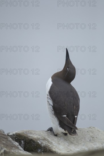 Guillemot (Uria aalge) adult seabird bird sleeping on a cliff ledge in summer, Farne islands,