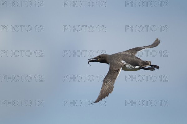 Guillemot (Uria aalge) adult seabird bird flying with a fish in its beak in summer, Farne islands,