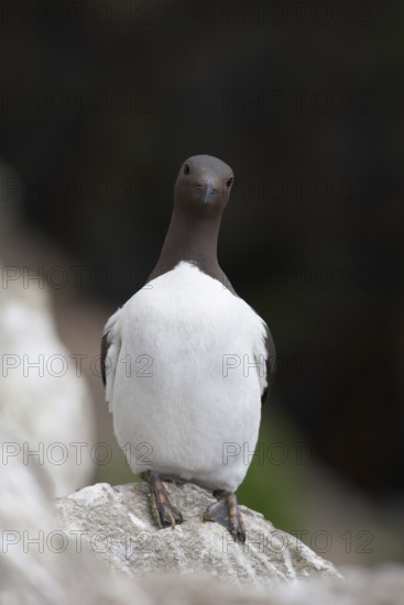 Guillemot (Uria aalge) adult seabird bird on a cliff ledge in summer, RSPB Bempton cliffs nature