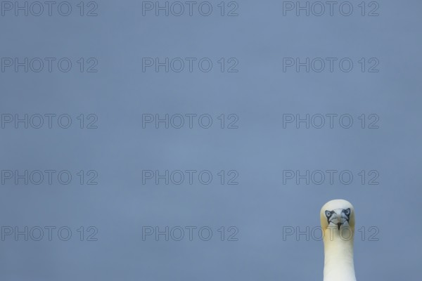 Northern gannet (Morus bassanus) adult seabird bird head portrait in summer, RSPB Bempton cliffs