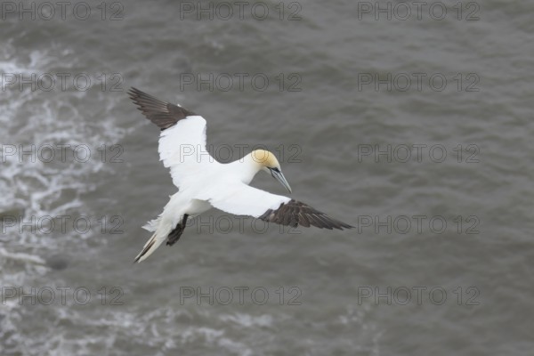 Northern gannet (Morus bassanus) adult seabird bird in flight in summer, RSPB Bempton cliffs nature
