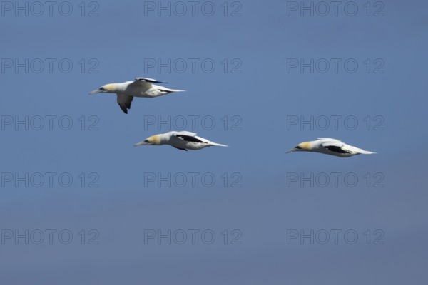 Northern gannet (Morus bassanus) three adult seabird birds in flight in summer, RSPB Bempton cliffs