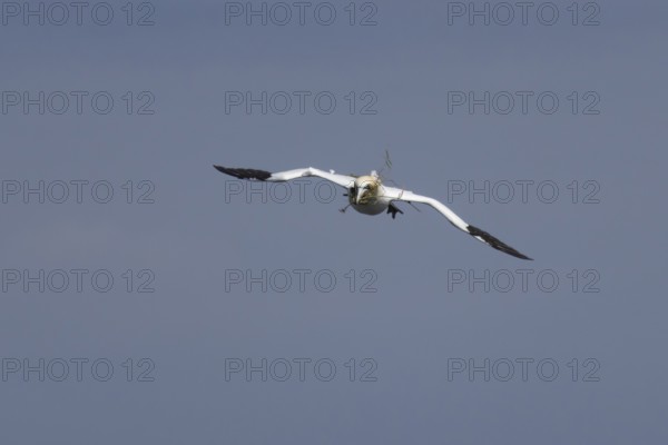 Northern gannet (Morus bassanus) adult seabird bird in flight carrying nest material in its beak in