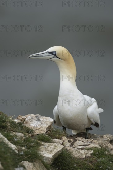 Northern gannet (Morus bassanus) adult seabird bird on a cliff top in summer, RSPB Bempton cliffs