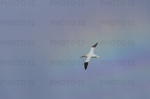 Northern gannet (Morus bassanus) adult seabird bird in flight with a rainbow in the background,
