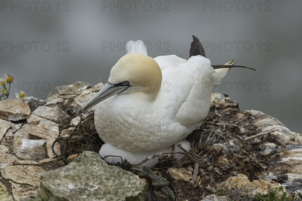 Northern gannet (Morus bassanus) adult parent and juvenile baby seabird birds on a nest on a cliff