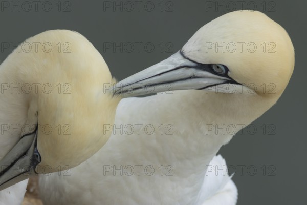 Northern gannet (Morus bassanus) two adult seabird birds performing their love courtship display,