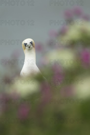 Northern gannet (Morus bassanus) adult seabird bird amongst cliff top summer flowers, RSPB Bempton