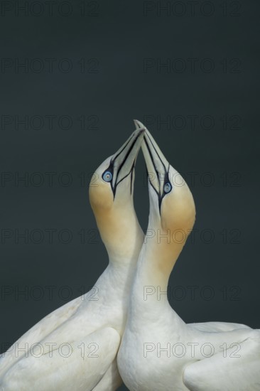 Northern gannet (Morus bassanus) two adult seabird birds performing their love courtship display in
