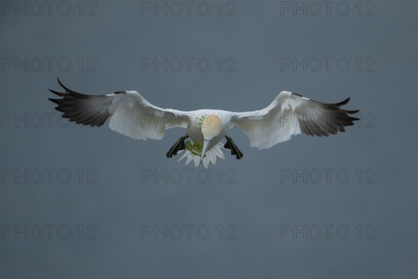 Northern gannet (Morus bassanus) adult seabird bird flying carrying nest material in its beak in