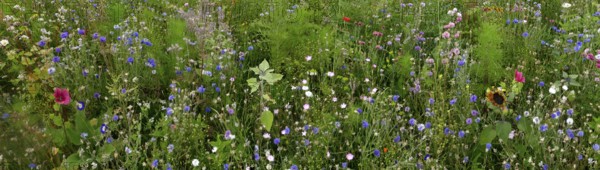 Vegetation, wildflowers, wildflower meadow, meadow, biodiversity, panorama, Rügen island, largest
