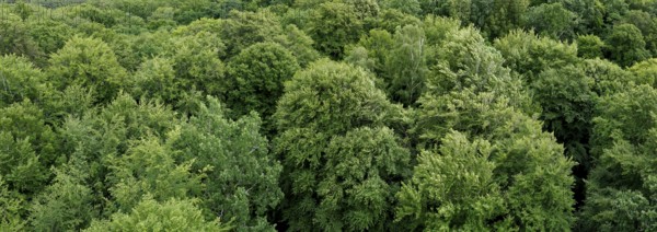 European beech (Fagus sylvatica), beech, beech forest, treetops from above, island of Rügen,