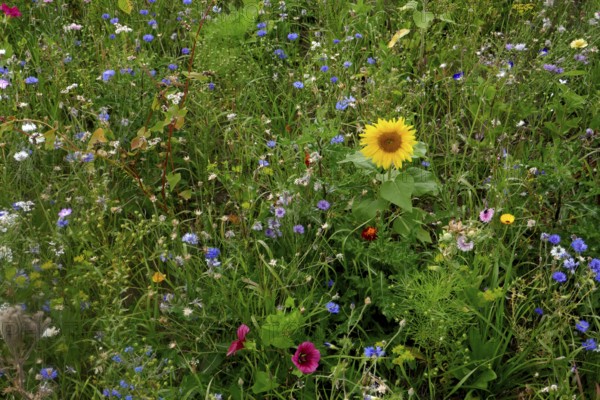 Vegetation, wildflowers, wildflower meadow, meadow, biodiversity, island of Rügen, largest and most