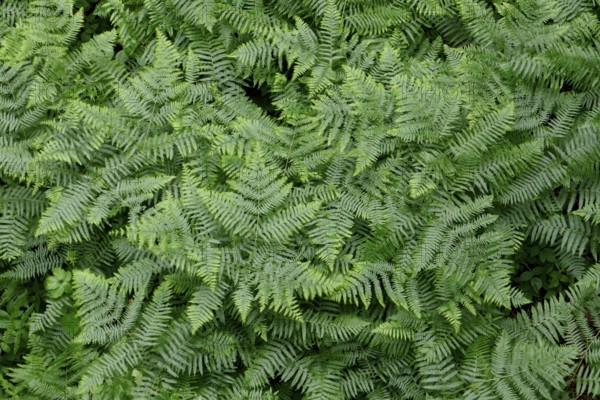 Vegetation, Forest fern (Athyrium filix-femina), fern, island of Rügen, largest and most populous