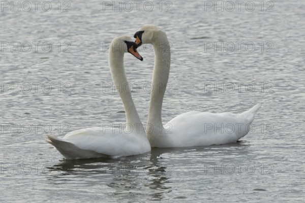 Mute swan (Cygnus olor) two adult birds performing their courtship love display on the water of a