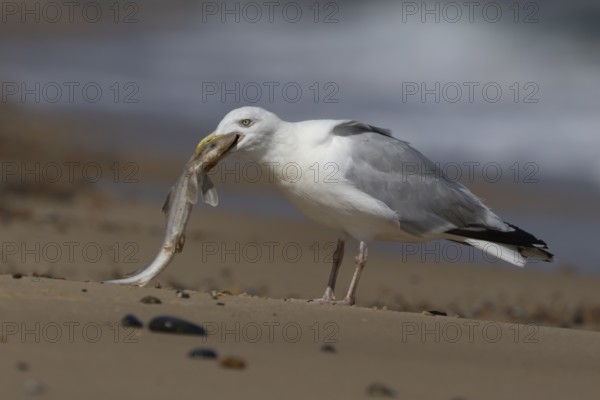 Herring gull (Larus argentatus) adult seagull bird feeding on a dogfish shark fish on a beach in