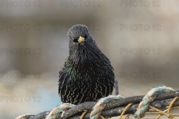 Common starling (Sturnus vulgaris) adult bird on fishing nets in a harbour in winter, England,