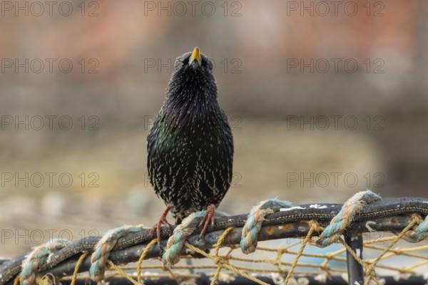 Common starling (Sturnus vulgaris) adult bird singing on fishing nets in a harbour in winter,