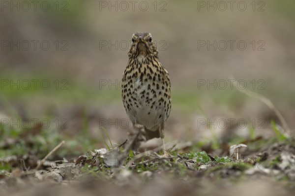 Song thrush (Turdus philomelos) adult bird searching for food in a woodland, England, United